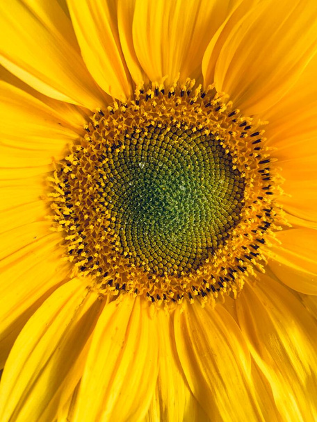 Закрыть вид на желтый подсолнух - Фото, изображение