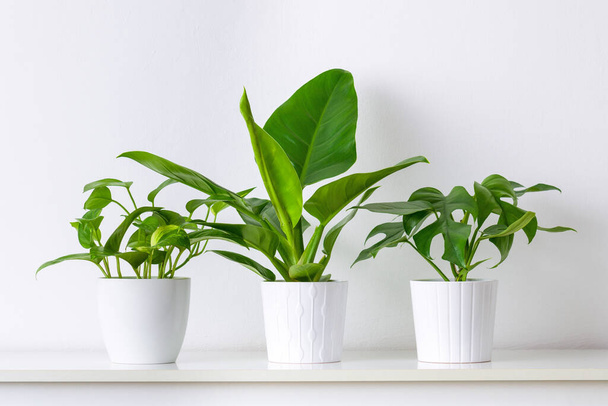 Collection de diverses plantes tropicales exposées dans des pots en céramique blanche. Potted plantes exotiques maison sur étagère blanche contre mur blanc. - Photo, image