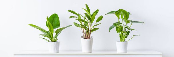 Collection of various tropical houseplants displayed in white ceramic pots. Potted exotic house plants on white shelf against white wall. Home garden banner. - Zdjęcie, obraz