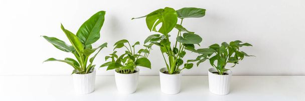 Collection of various tropical houseplants displayed in white ceramic pots. Potted exotic house plants on white shelf against white wall. Home garden banner. - Photo, Image
