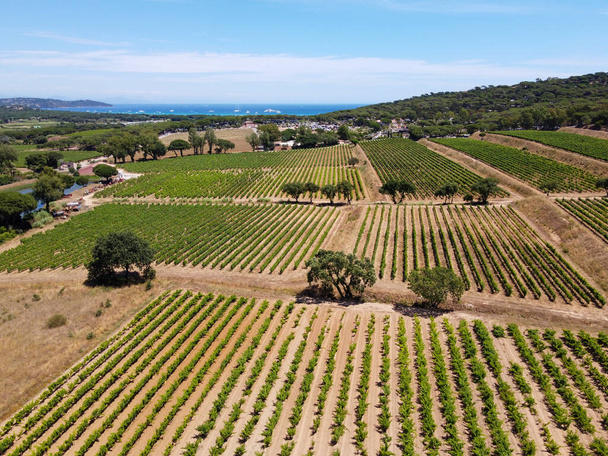Vinařství v departementu Var v Provence-Alpes-Cote d 'Azur regionu jihovýchodní Francie, letecký pohled na vinice v červenci s mladými zelenými hrozny v blízkosti města Saint-Tropez, cotes de Provence víno. - Fotografie, Obrázek
