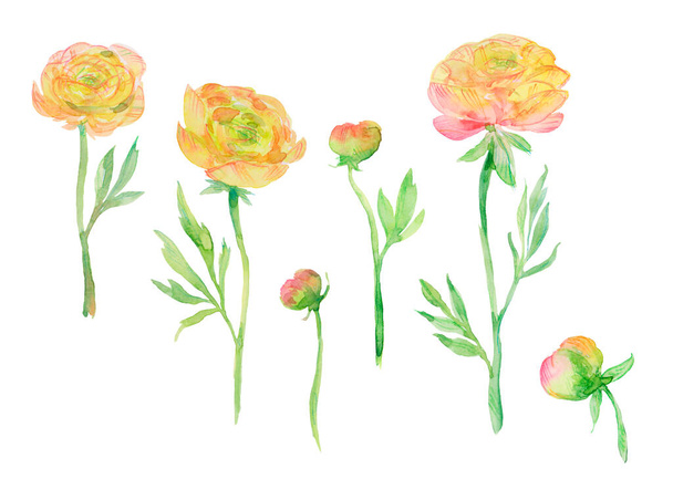 Yellow buttercups, watercolor illustration, set of flowers and buds - 写真・画像