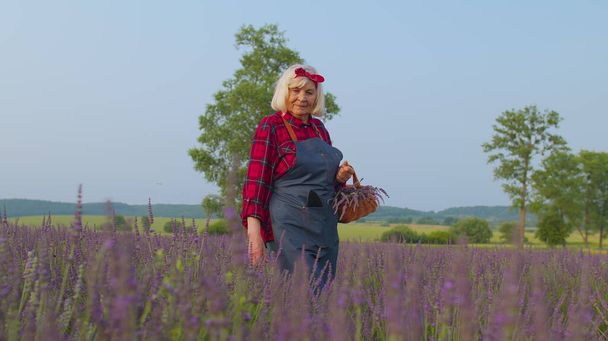 Yaşlı kadın çiftçi, yaz bitkileri bahçesinde lavanta çiçeği topluyor. - Fotoğraf, Görsel