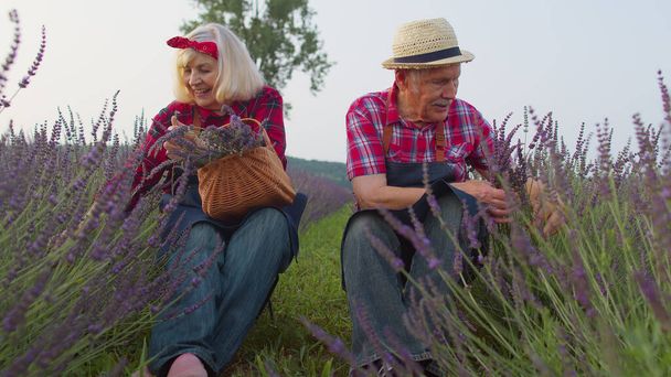 Grand-père mature grand-mère agriculteurs famille cultivant la lavande plante dans les activités de retraite de jardin - Photo, image