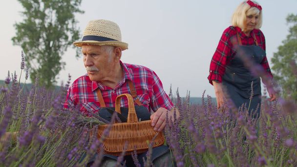 Senior farmer nagyapa ember organikus virágzó mező lila levendula virágok, betakarítás - Fotó, kép