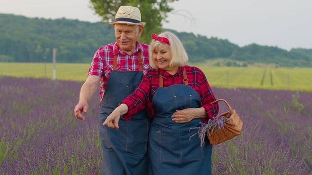 volwassen man vrouw grootvader grootmoeder boeren verzamelen lavendel bloemen op de zomer veld tuin - Foto, afbeelding