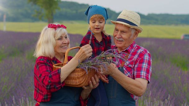 Abuela mayor abuelo con nieta agricultores cultivando flores de lavanda en el campo del prado - Foto, Imagen