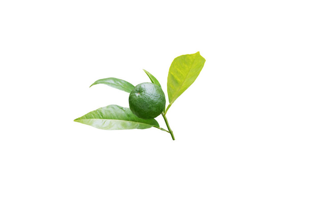 Ramo de laranjeira com folhas e frutos verdes não maduros isolados em branco - Foto, Imagem