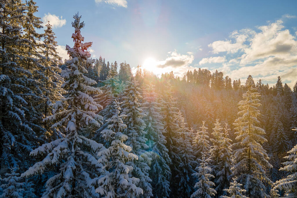 Zimowy pejzaż z drzewami rozbryzgowymi pokrytego śniegiem lasu w zimnych górach wieczorem. - Zdjęcie, obraz