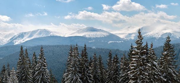 Winter landscape with high mountain hills covered with evergreen pine forest after heavy snowfall on cold wintry day. - Фото, изображение