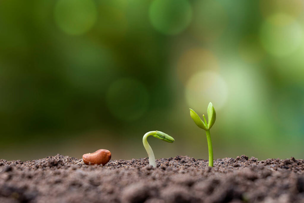 Presentation of the germination sequence of plants growing on soil, the concept of plant growth in suitable external environments. - Photo, Image