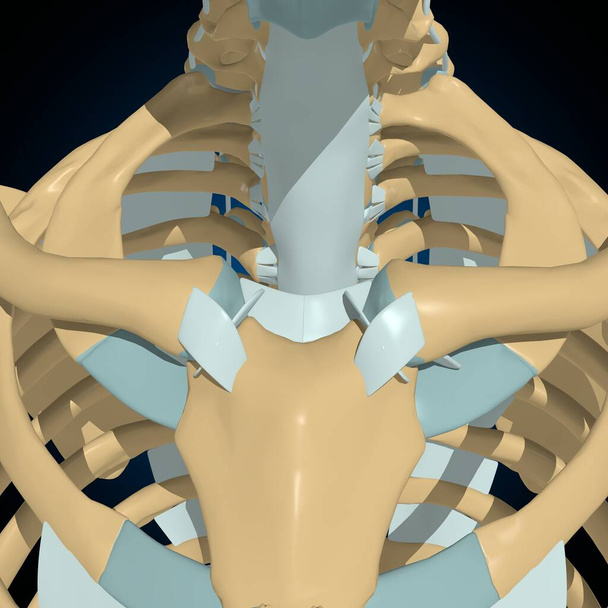 Articulações dos ossos humanos e anatomia dos ligamentos para a ilustração médica do conceito 3D - Foto, Imagem