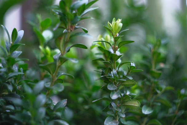 Green background from plants. Decorative green plant. - Фото, изображение