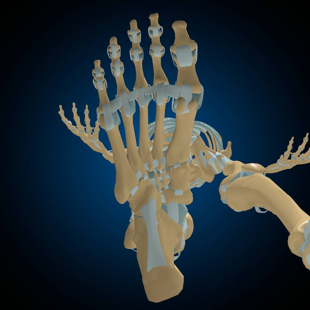 Emberi csontok ízületek és szalagok anatómia orvosi koncepció 3D illusztráció - Fotó, kép