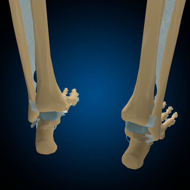 Anatomie des articulations et ligaments osseux humains pour le concept médical Illustration 3D - Photo, image