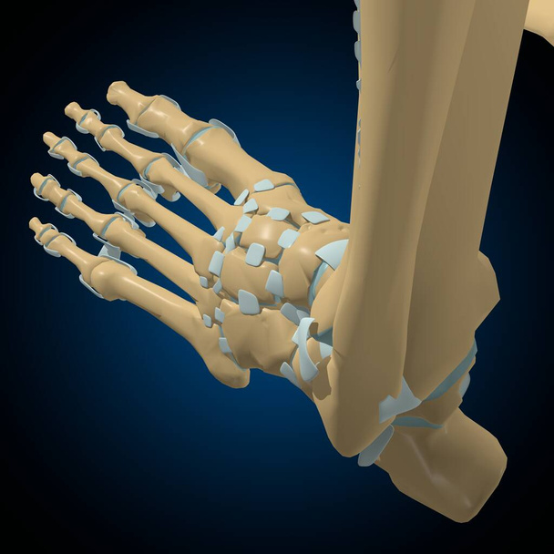 Articulações dos ossos humanos e anatomia dos ligamentos para a ilustração médica do conceito 3D - Foto, Imagem