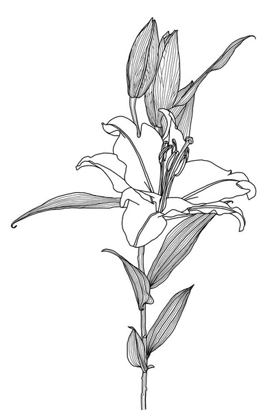Realistic drawing of lily flower - Vetor, Imagem