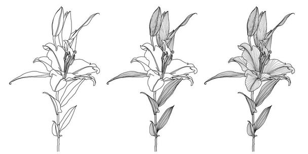 Lily çiçeğinin gerçekçi üç çizimi - Vektör, Görsel