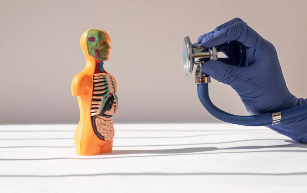 Doctor hand closeup listening with stethoscope skinless human body model with inner organs - Valokuva, kuva