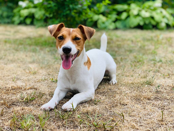 Jack Russell terrier perro se encuentra en la hierba. - Foto, imagen