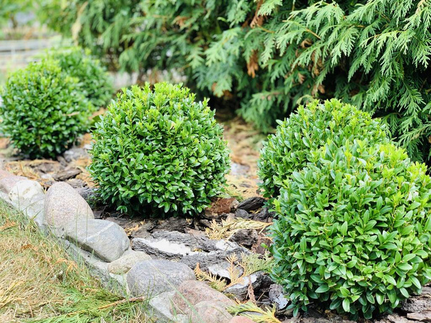 Green round boxwood. Green thuja. Ornamental shrubs. Landscaping. - Photo, Image