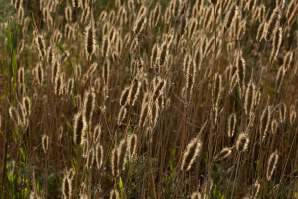 Золотистые тростниковые грядки, перемещаемые ветром, на водно-болотных угодьях природного парка Прат-де-Кабанес, Торребланка, Кабон, Испания - Фото, изображение