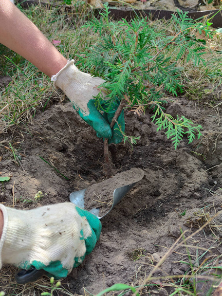 Planting a green coniferous tree. Planting of a coniferous shrub of thuja. Western thuja is an evergreen coniferous shrub. - Valokuva, kuva