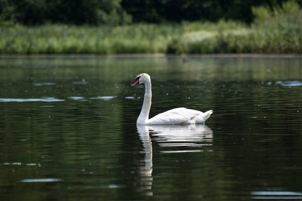 A swan is floating on the lake, Gorodischensky lake, Pskov region, Russia - Photo, Image