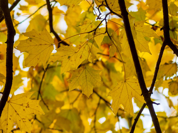 red yellow fall maple leafs illuminated by sun natural background - Foto, afbeelding