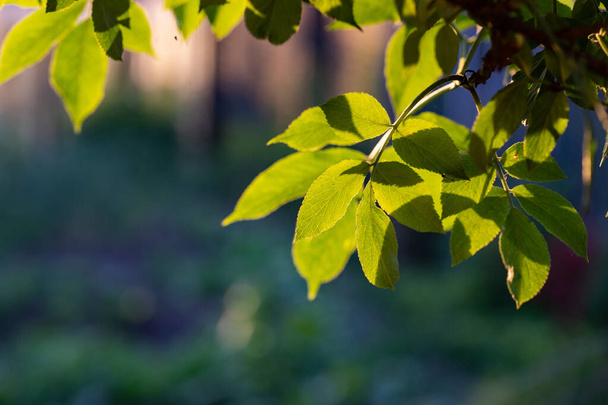fresh green leaves in summer and bokeh background - Foto, Imagem