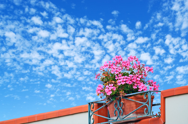 Flores y cielo
 - Foto, imagen