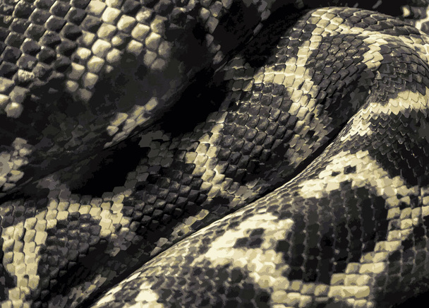 The texture of the discarded old python skin. Close-up. Monochrome background with snake skin. Illustration. Vector, eps10. - Vector, imagen