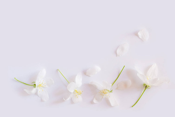 Apple blossom on white background - Photo, Image