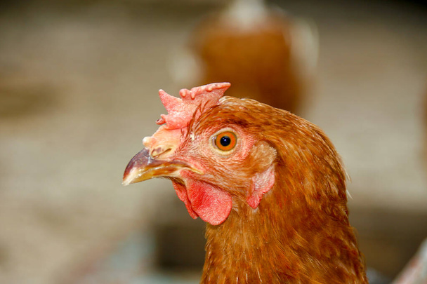 Chicken with red feathers on the farm - Φωτογραφία, εικόνα
