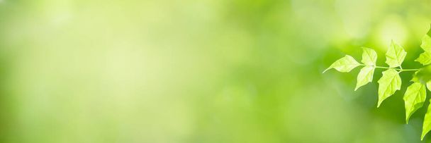 Closeup de bela natureza vista folha verde na vegetação borrada sob o fundo da luz solar no jardim com espaço de cópia usando como conceito de página de capa de fundo. - Foto, Imagem