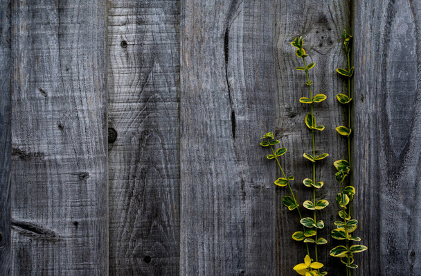 Деревянный забор с желтыми листьями в саду, альпинист с желтыми и зелеными листьями на деревянной стене с копировальным пространством на заднем плане, натуральные листья на деревенском фоне. - Фото, изображение