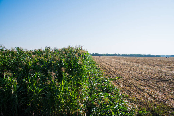 A field of corn bushes grows against a background of blue and clear sky - Photo, Image