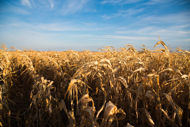 Le maïs pousse dans un champ sous un ciel bleu clair - Photo, image