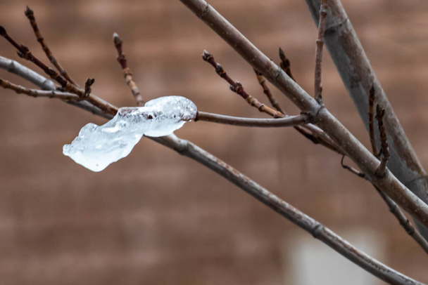 Tukijärjestelmä pitää pieni pala jääpuikko puussa jälkeen julma talvi myrsky, Kanada - Valokuva, kuva