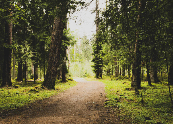 μονοπάτι στο δάσος - Φωτογραφία, εικόνα