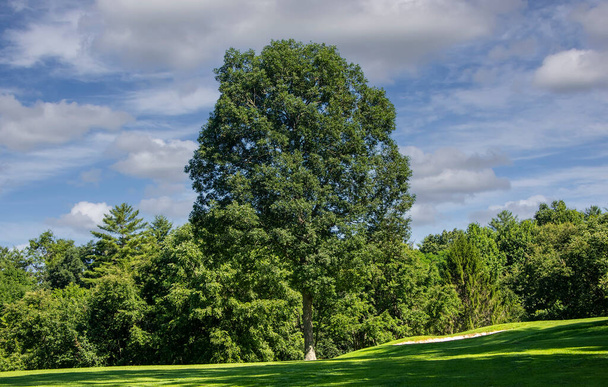 Mature large Oak Tree on the scenic landscape of North Carolina. - Fotoğraf, Görsel