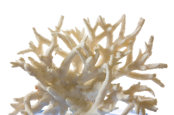 Coral isolated on a white background - Фото, изображение