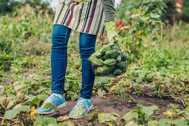 Salatalık dolu sepeti tutan çiftçi. Bahçıvan sebze topluyor. Yaz mahsulü. Sağlıklı organik gıda yetiştiriyorlar. Tarım - Fotoğraf, Görsel