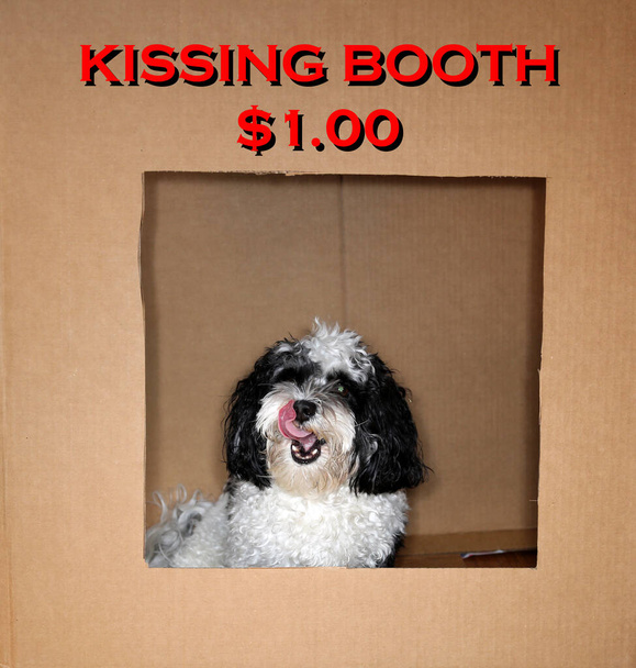Dog in a Kissing Booth - Photo, Image