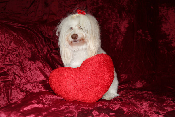 Maltese dog poses for a Valentines Day portrait against a burgundy red velvet background. - Foto, immagini