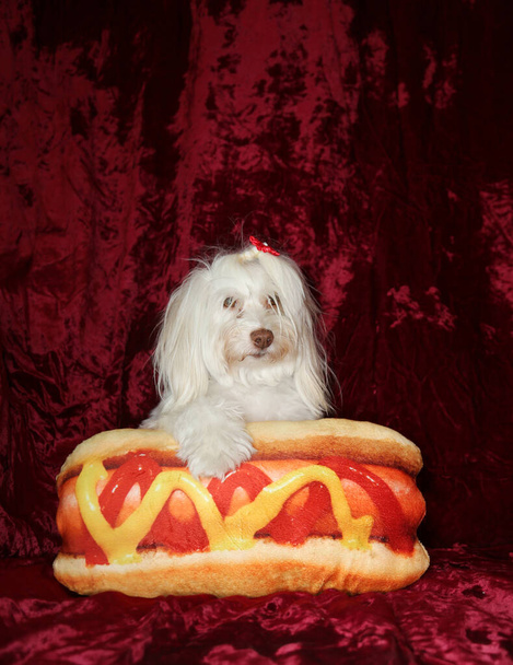 Αστείο πορτρέτο ενός μαλτέζικου σκύλου με το hot dog μαξιλάρι της σε μπορντό κόκκινο βελούδο - Φωτογραφία, εικόνα