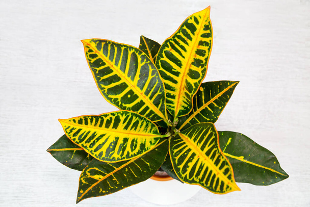 The plant is a variegated codium (Latin Codiaum variegtum) with beautiful yellow veins on green leaves in a clay pot on a white background, top view. Flora home indoor plants flowers. - Foto, afbeelding