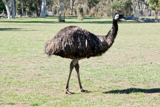 the emu is a large flightless bird - Photo, Image