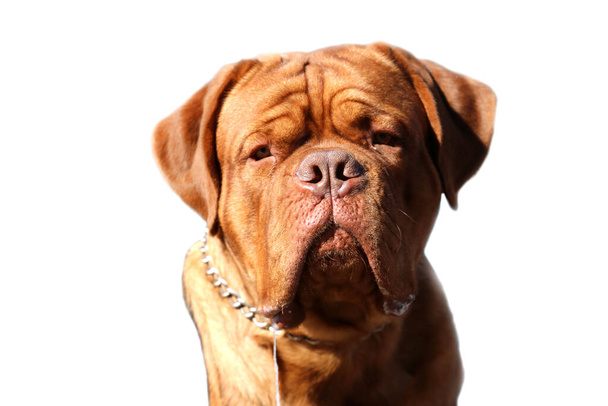 Mastiff Dog. isolated on white with room for text. - Foto, Bild