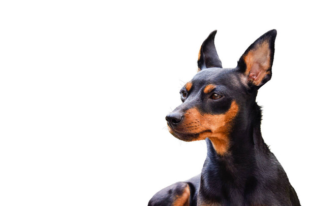 Kutya doberman pinscher, elszigetelt állat - Fotó, kép